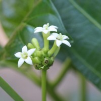 Morinda citrifolia L.